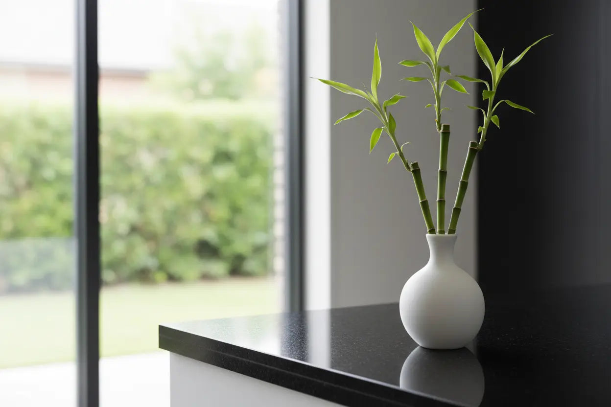 Plant-Collection Kuroyashi