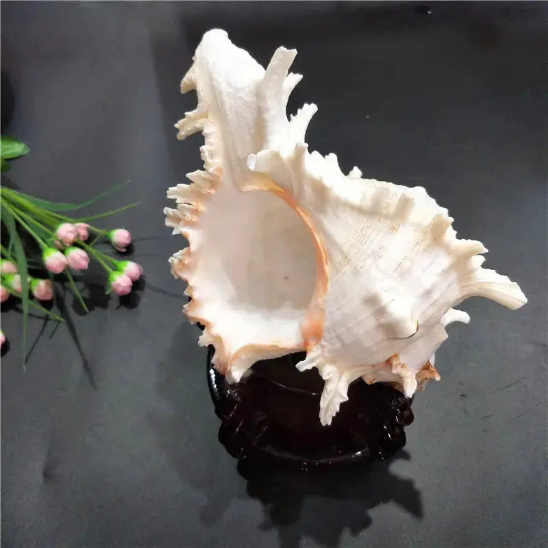 Kuroyashi Natural Conch Shell eprolo