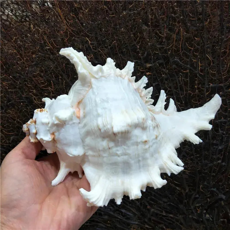 Kuroyashi Natural Conch Shell eprolo