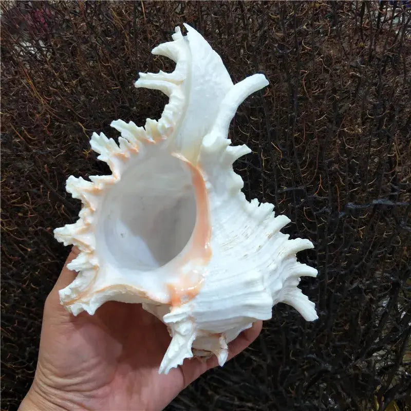 Kuroyashi Natural Conch Shell eprolo